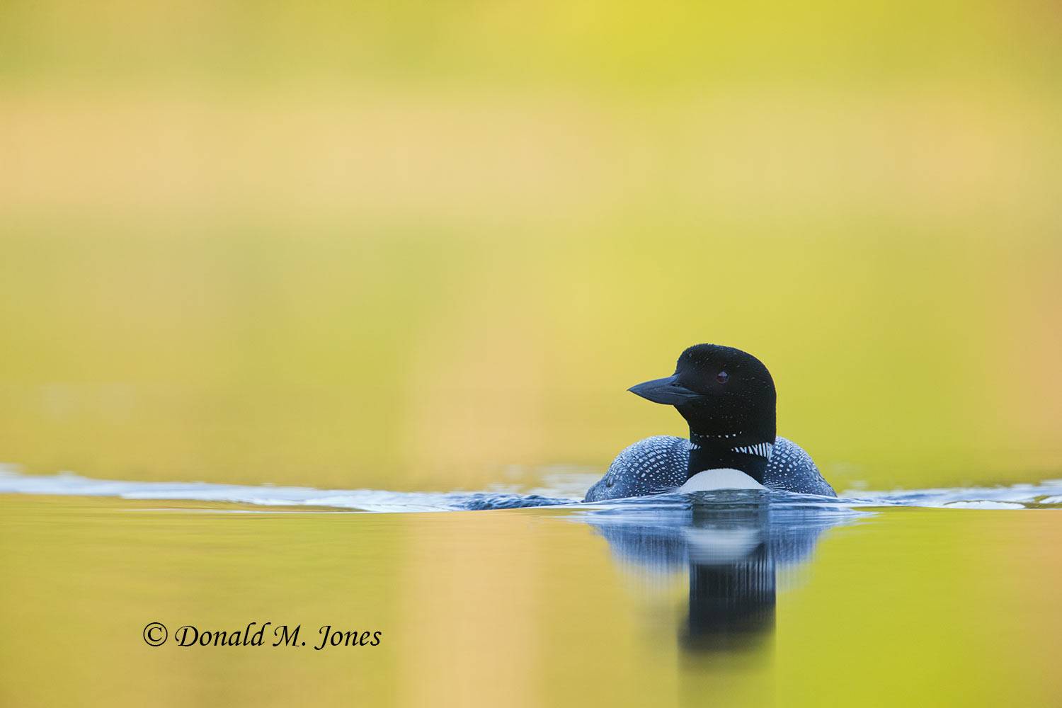 Common-Loon0932D
