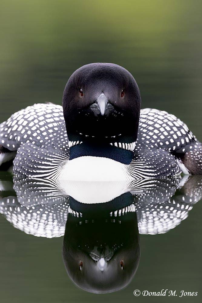 Common-Loon4821D