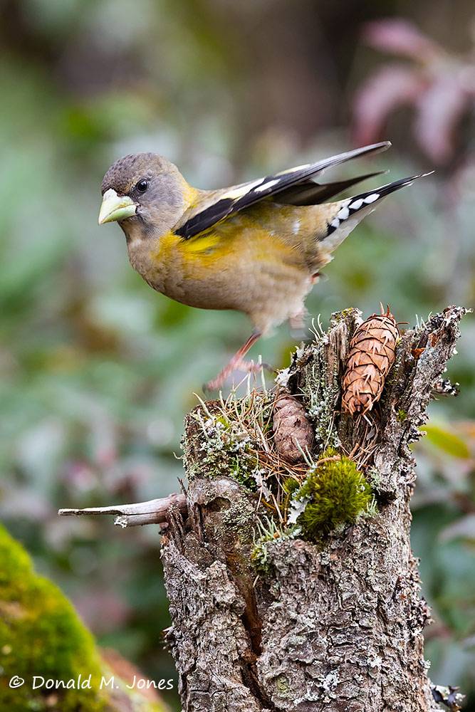 Evening-Grosbeak0710D