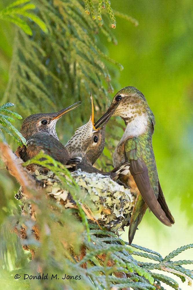 Rufus-Hummingbird0958D