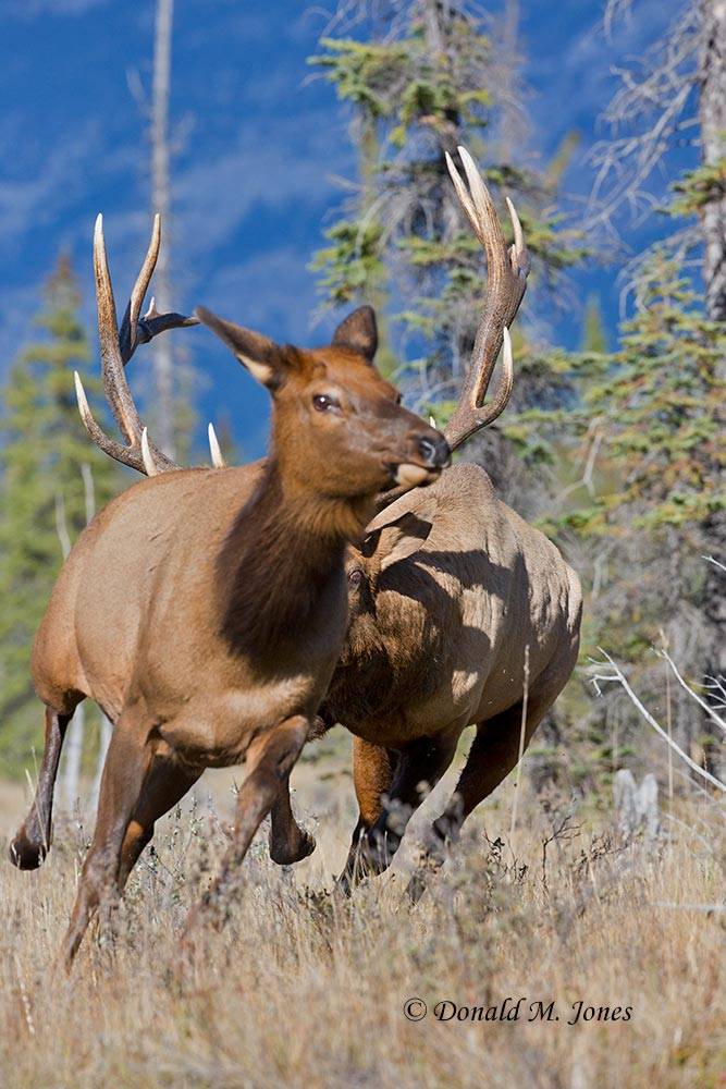 Elk-(Rocky-Mtn)21033D