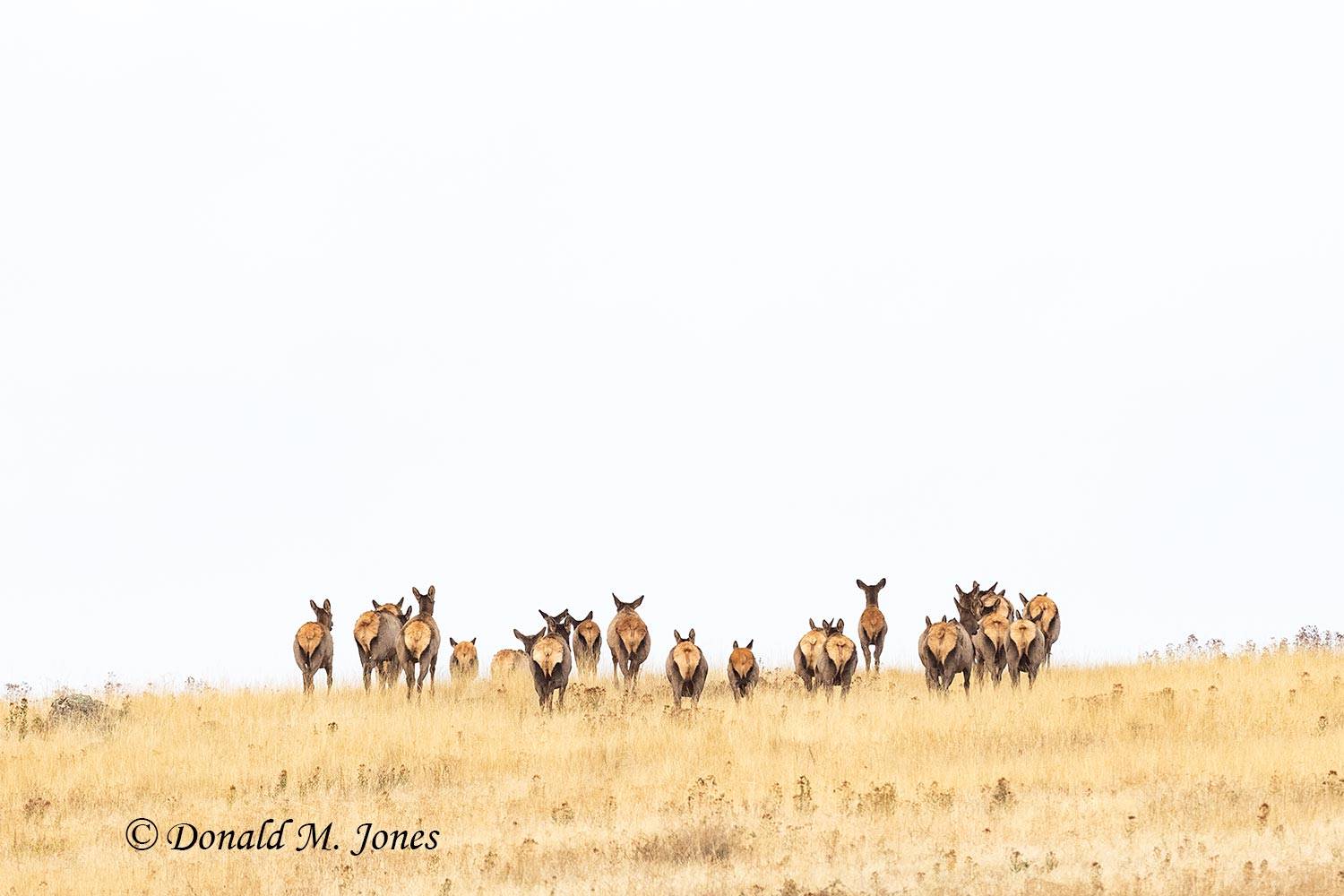 Elk-(Rocky-Mtn)31085D