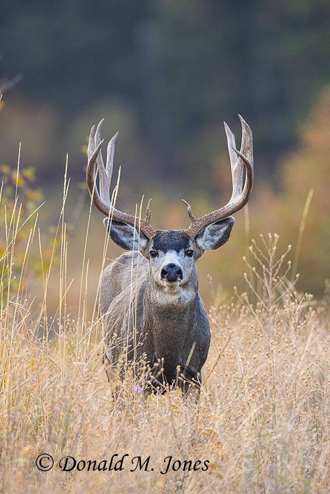 Mule-Deer13664D