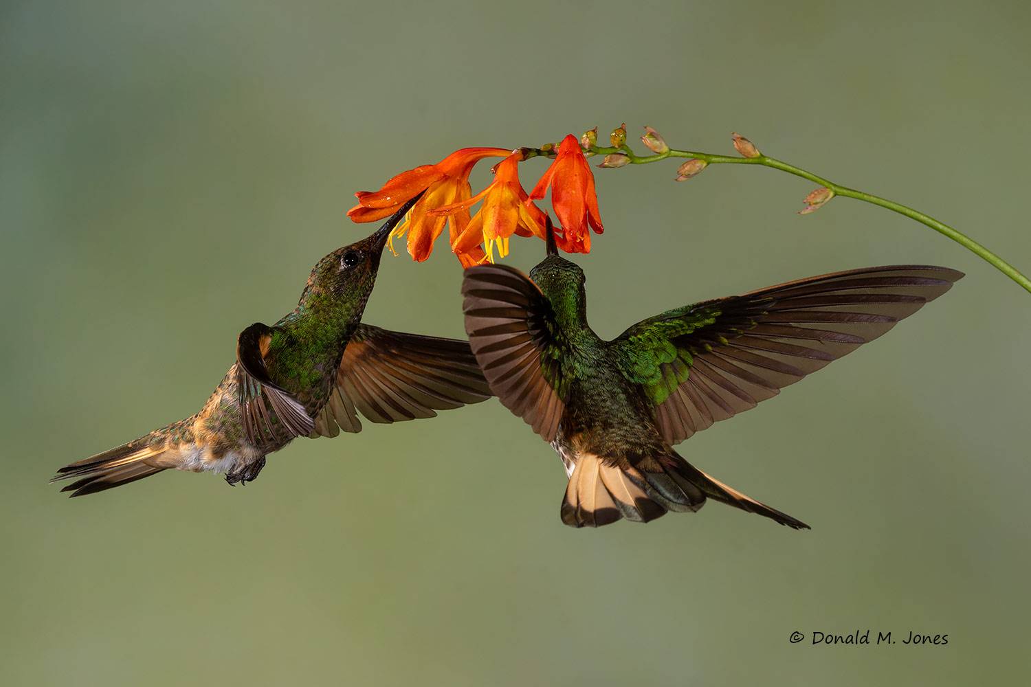 Buff-tailed-Coronet0129D