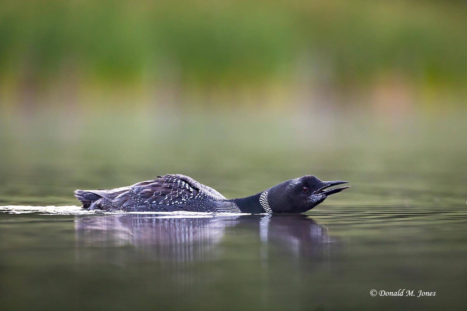 Common-Loon5296D