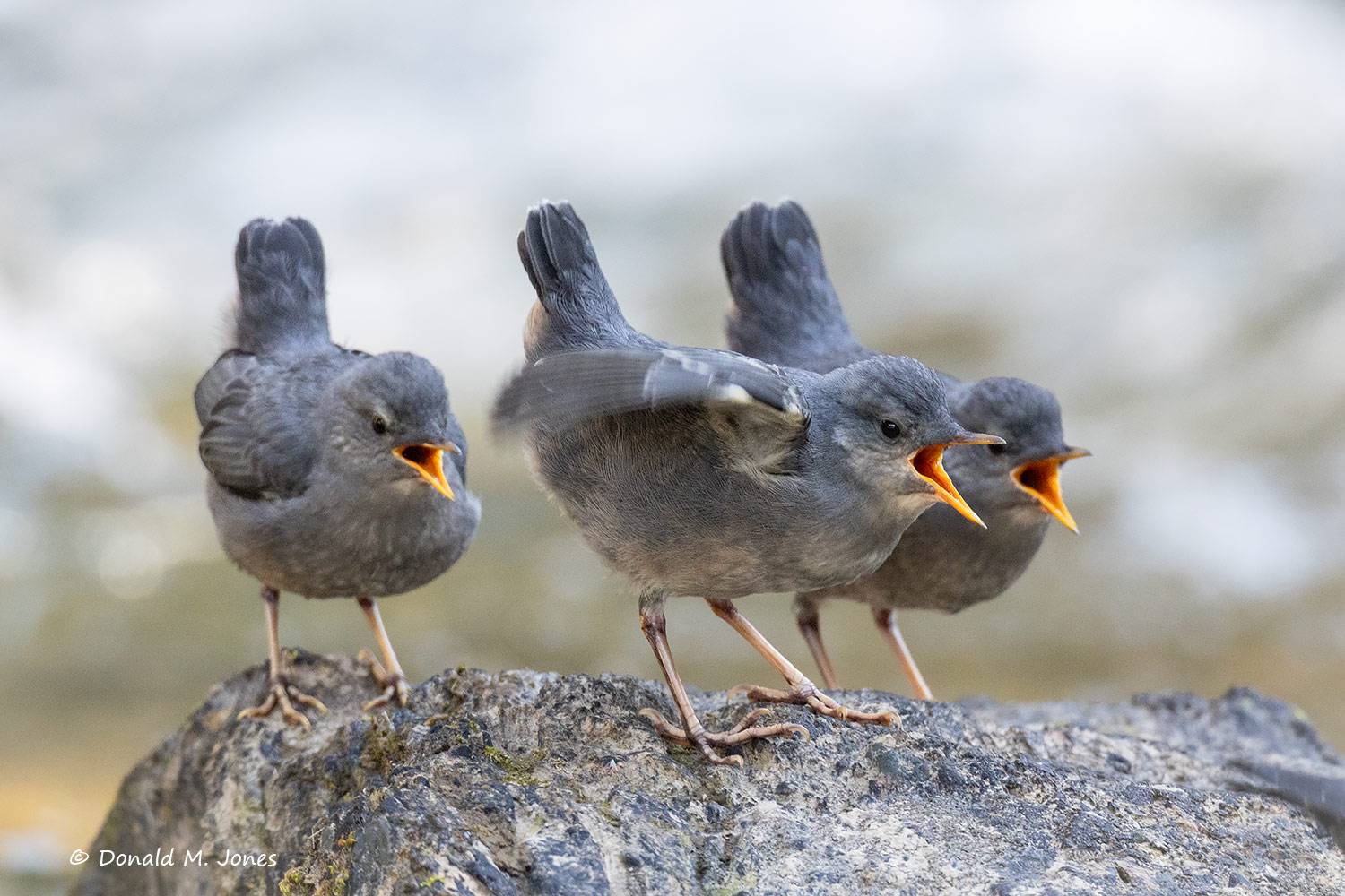 American-Dipper0524D