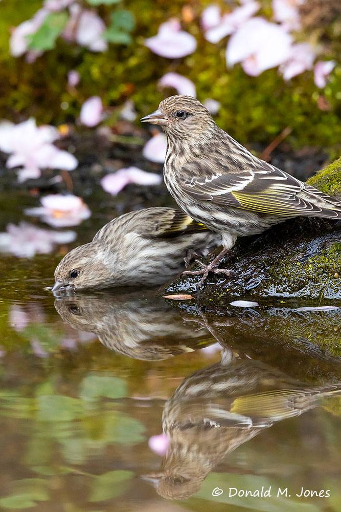 May 8 - Pine Siskins couple getting a drink.