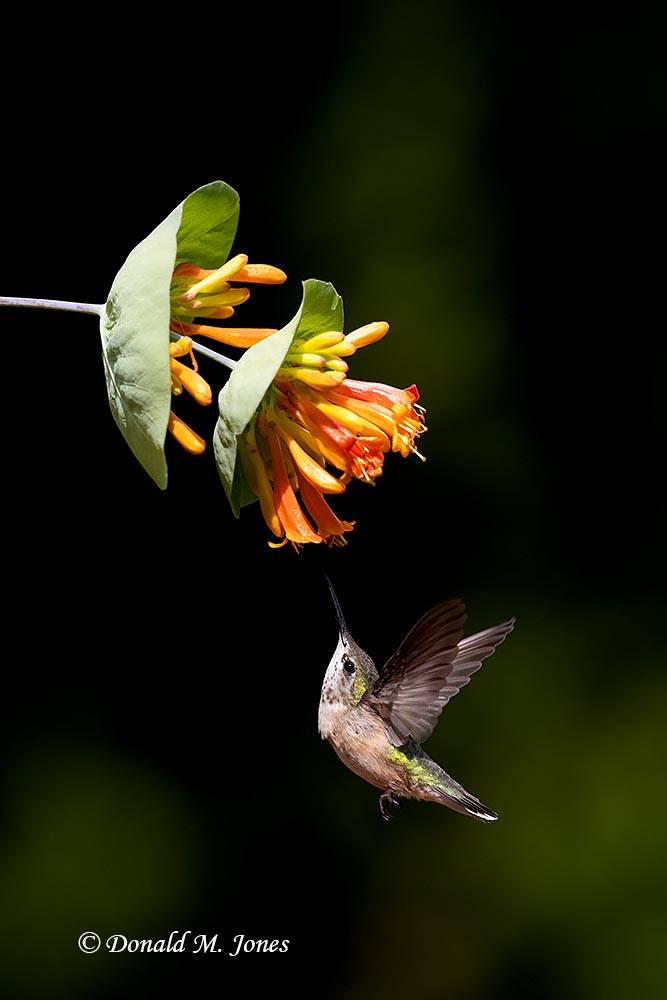 Caliope Hummingbird feeding on wild Honeysuckle