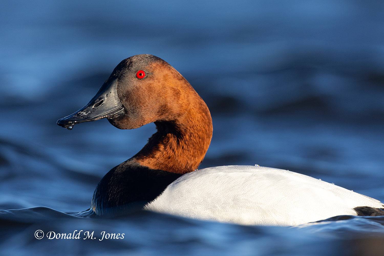 Canvasback0202D