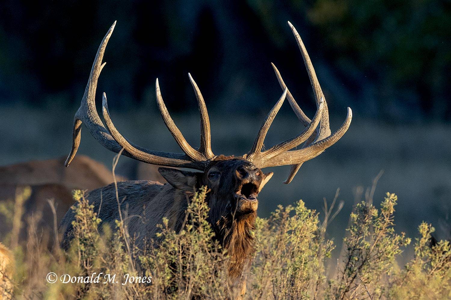 Elk-(Rocky-Mtn)31054D