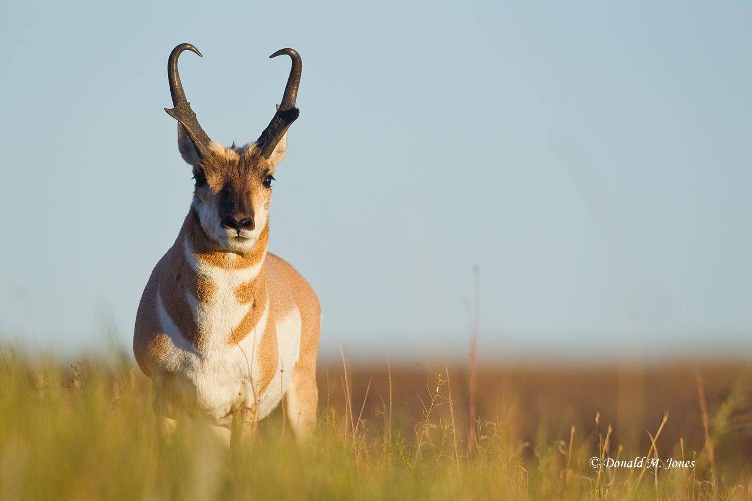 Pronghorn-Antelope03786D