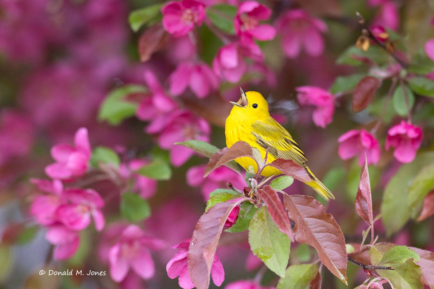Yellow-Warbler0395D