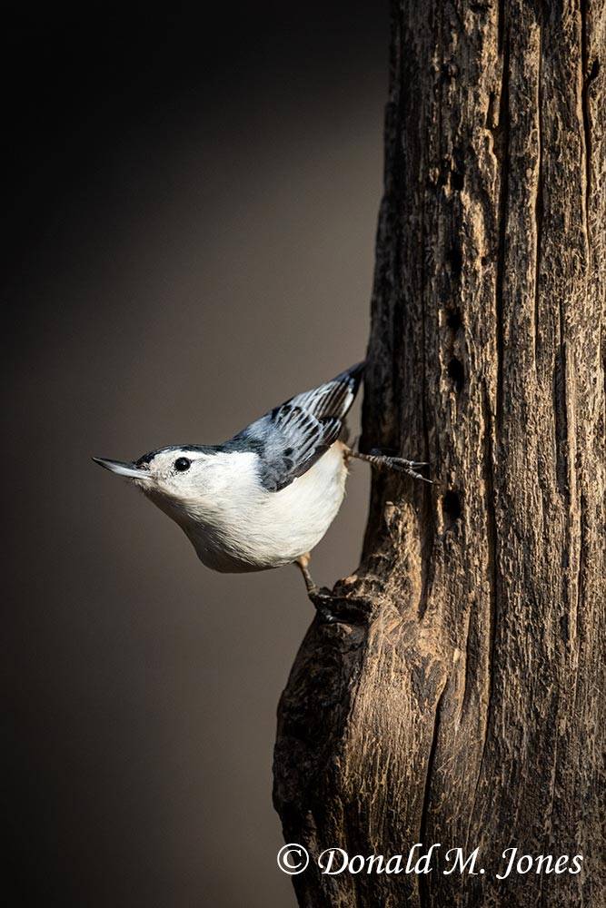 White-breasted-Nuthatch0150D
