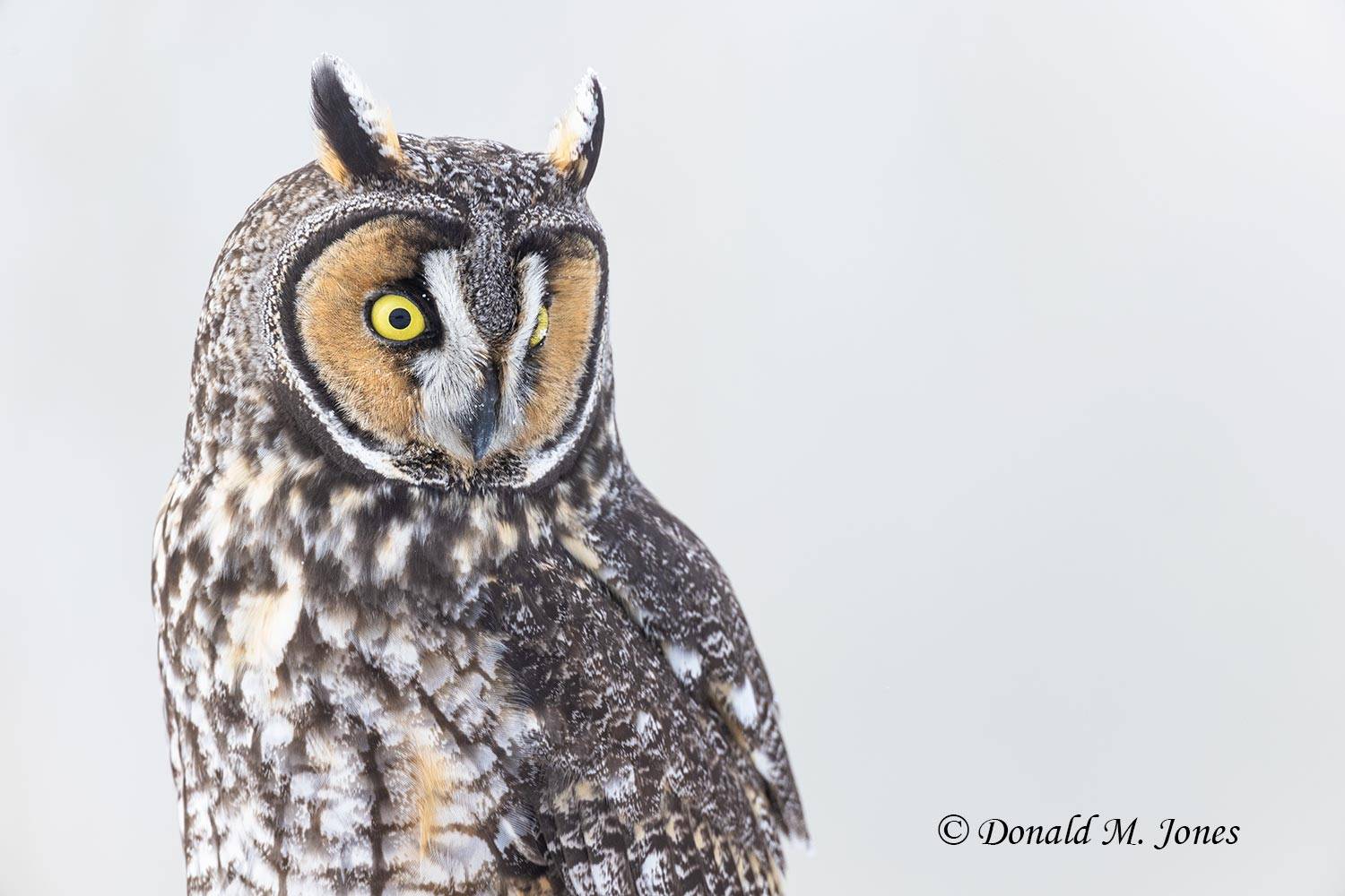 Long-eared-Owl0150D