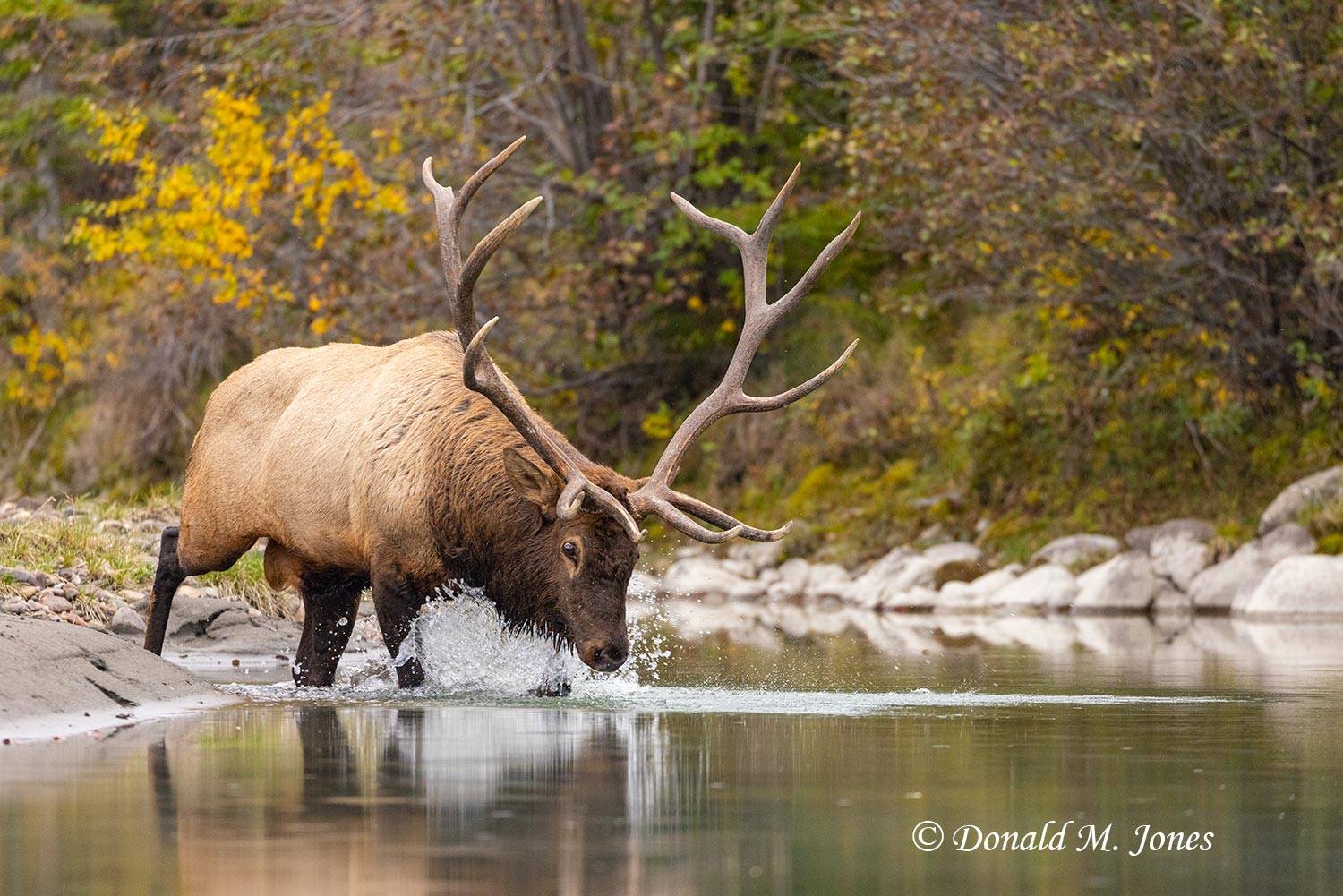 Elk-(Rocky-Mtn)28588D