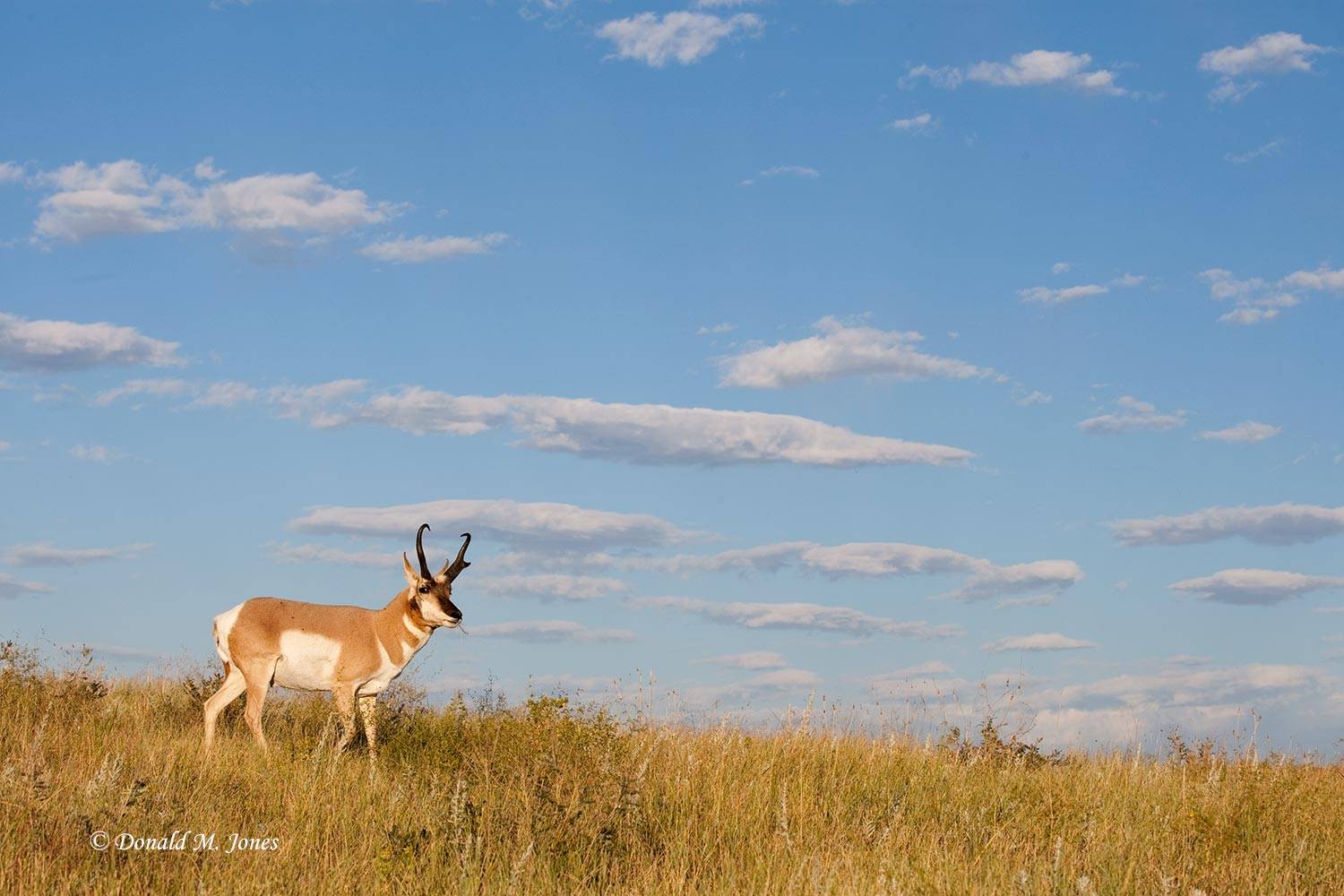 Pronghorn-Antelope03428D