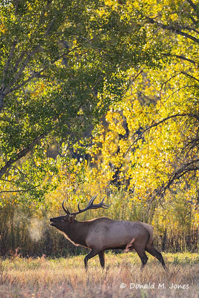 Elk-(Rocky-Mtn)31584D
