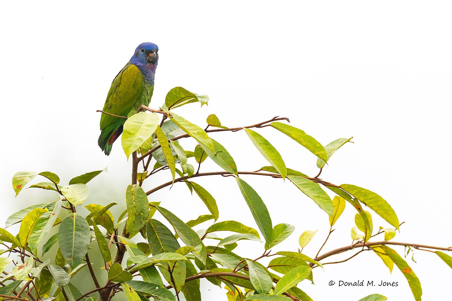 Blue-headed-Parrot0102D