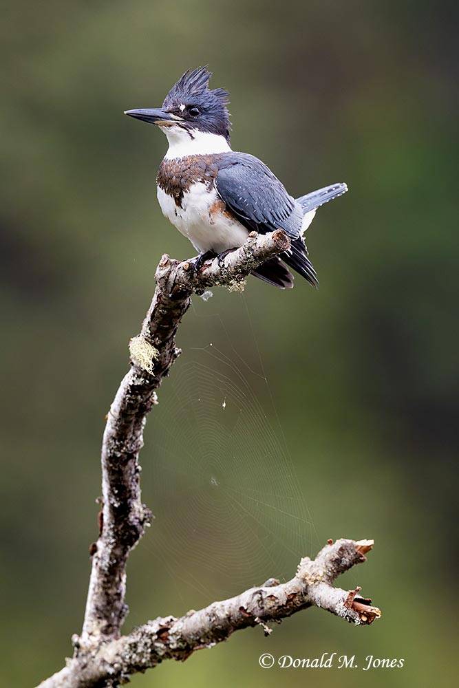 Belted-Kingfisher0788D