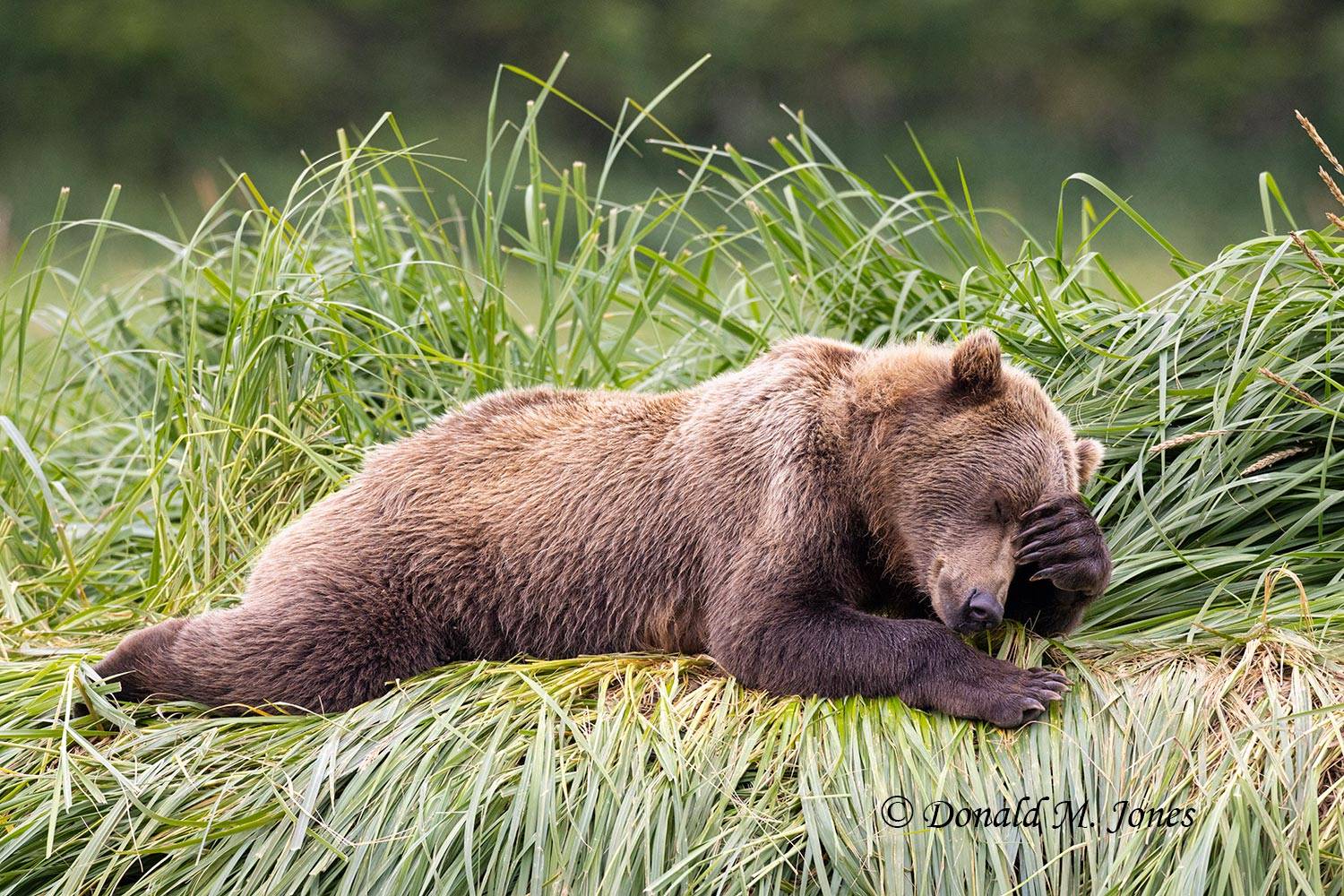 Brown Bear in day bed with headache.