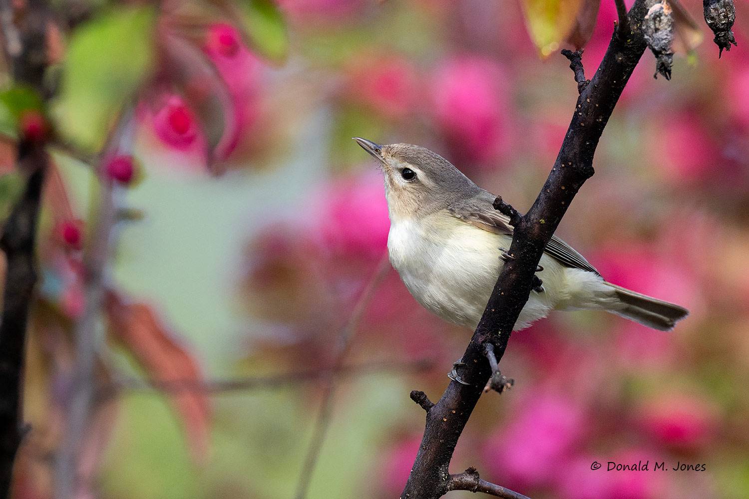 Warbling-Vireo0473D