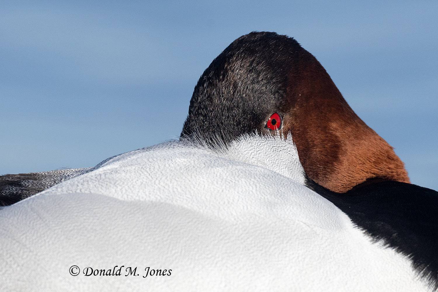 Canvasback0291D
