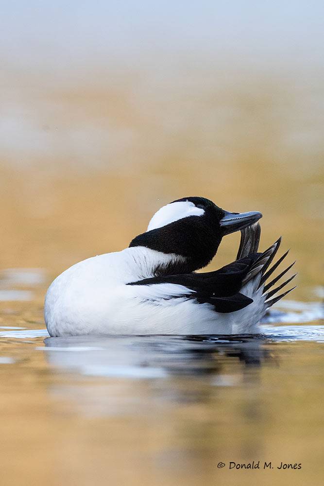 Bufflehead Duck drake preening.