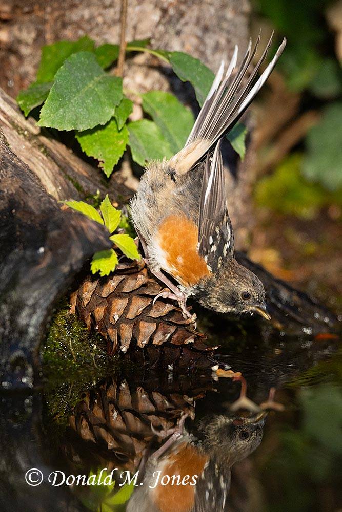 Spotted-Towhee0842D