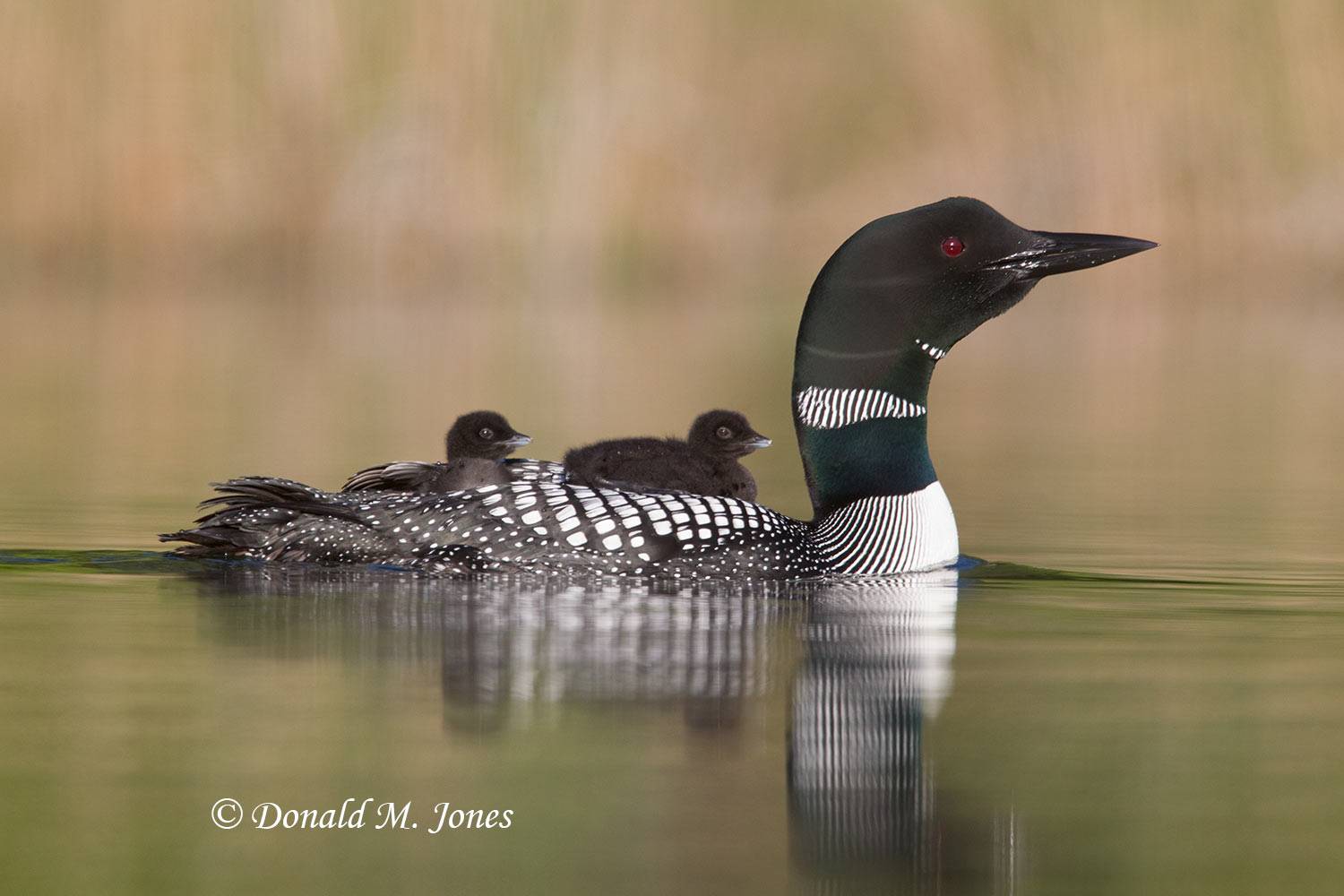 Common-Loon0556D