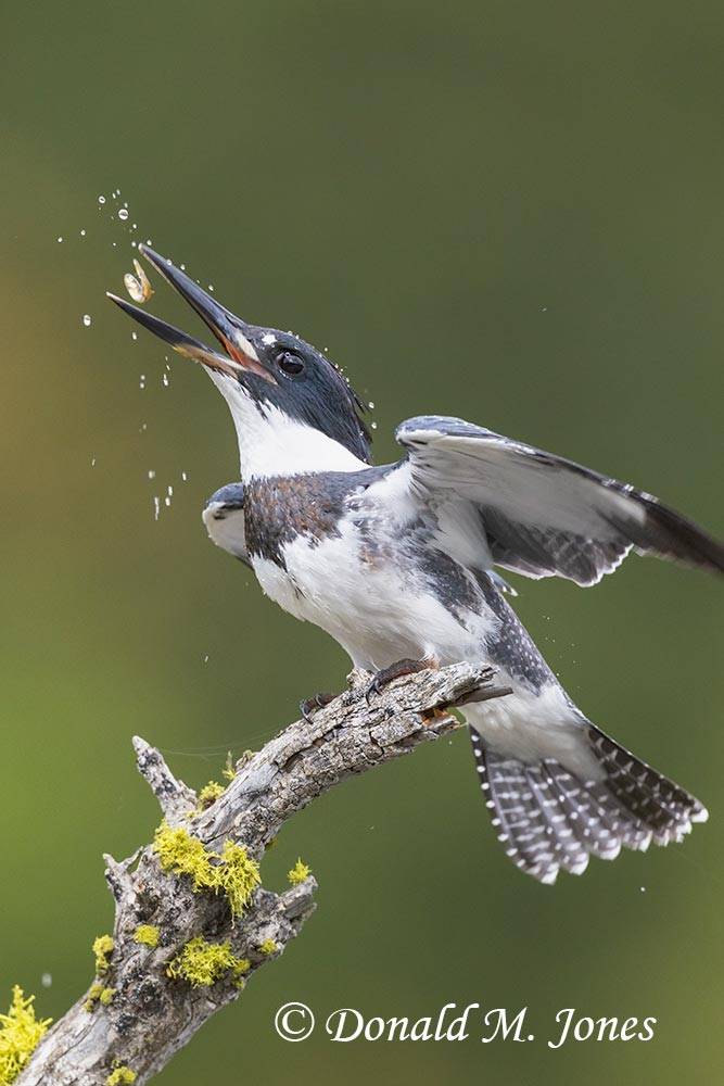 Belted-Kingfisher0557D