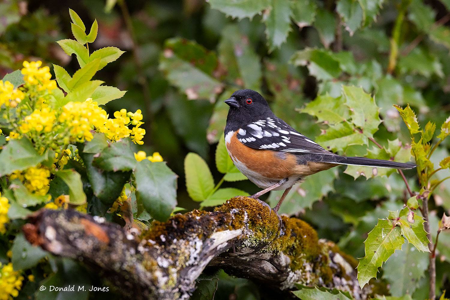Spotted-Towhee0894D
