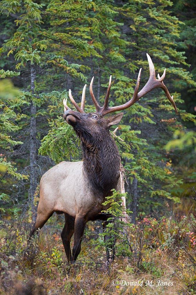 Elk-(Rocky-Mtn)22352D
