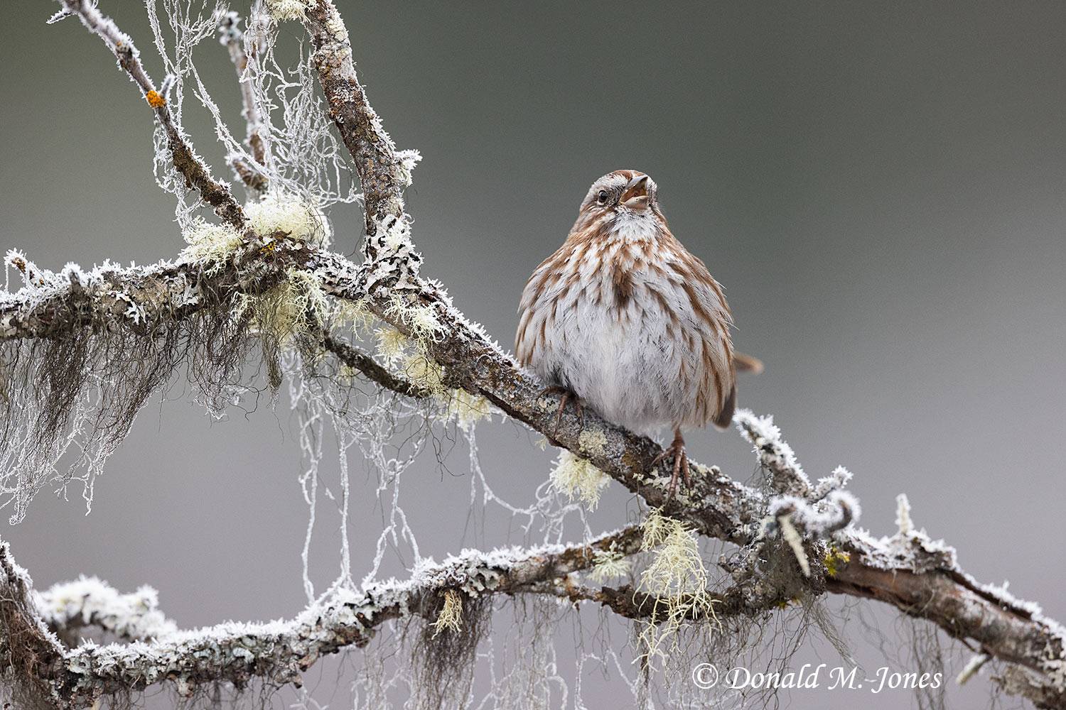 Song-Sparrow0725D