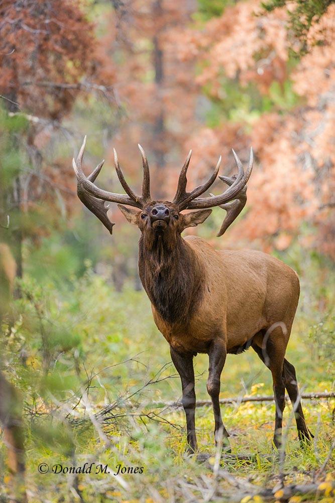 Elk-(Rocky-Mtn)24229D
