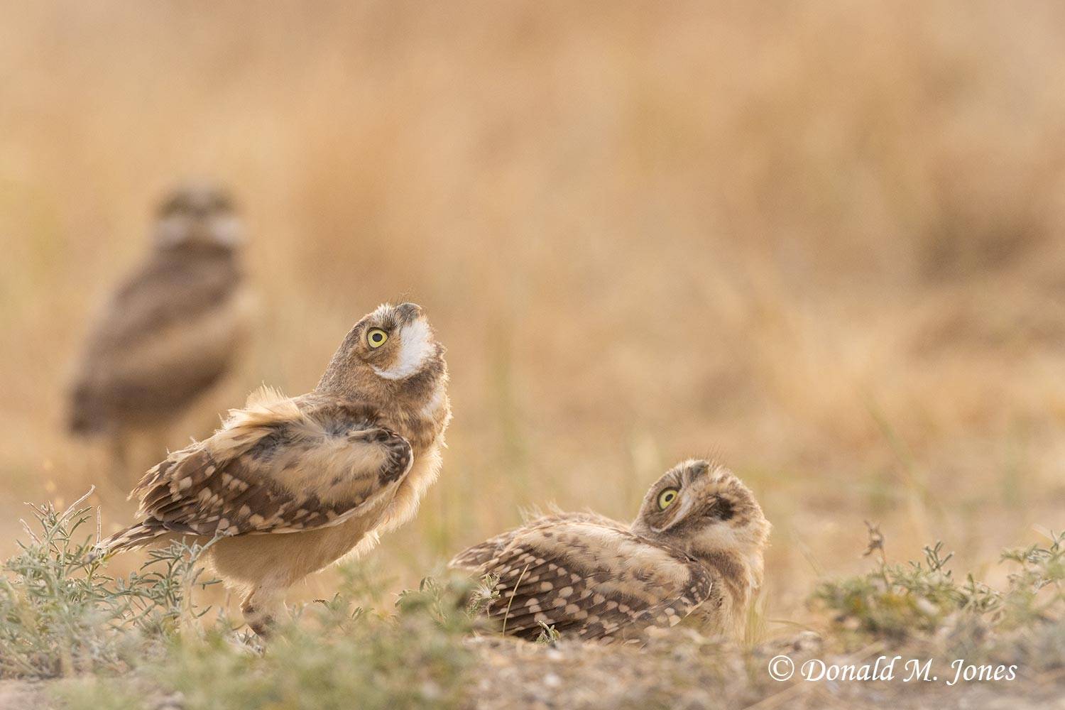 Burrowing-Owl1711D