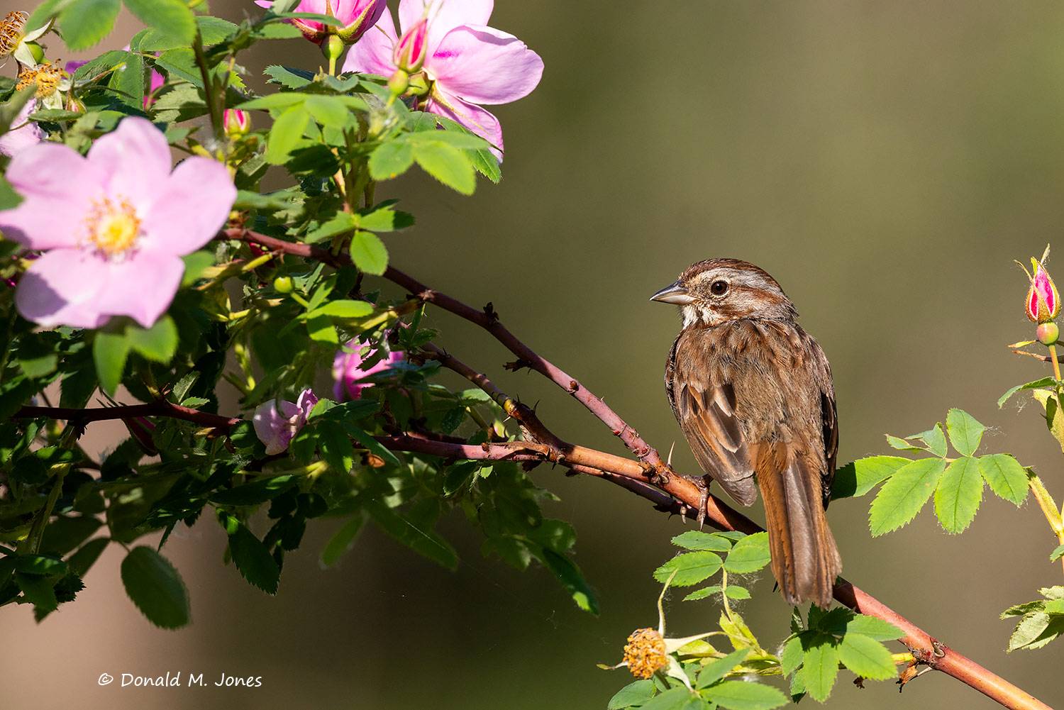 Song-Sparrow0806D