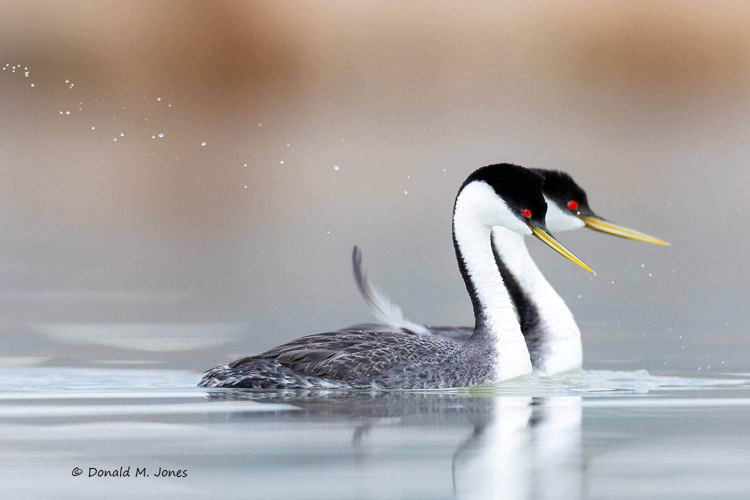 Western-Grebe0301D
