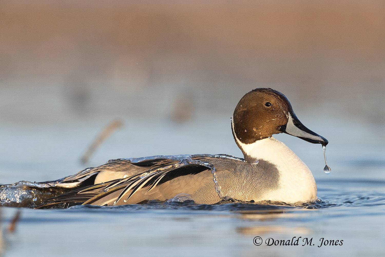 Northern-Pintail3393D