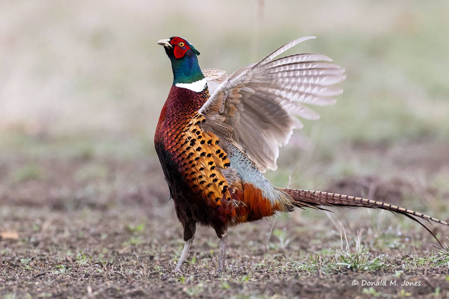 Ringneck Pheasant crowing.