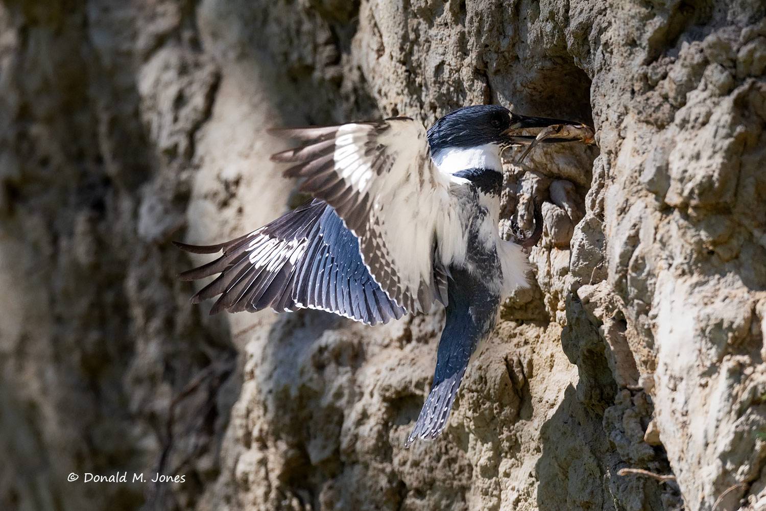 Belted-Kingfisher0882D
