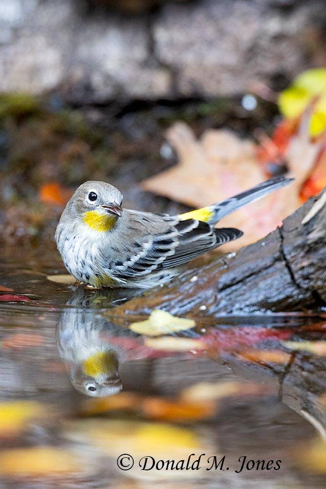 Yellow-rumped-Warbler0547D