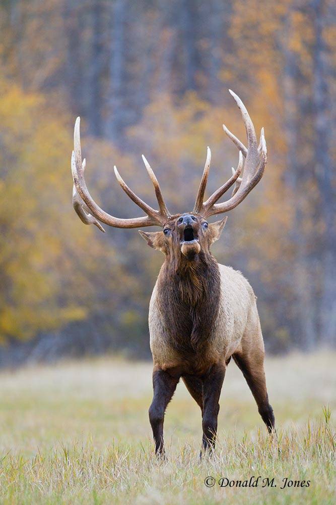 Elk-(Rocky-Mtn)22834D