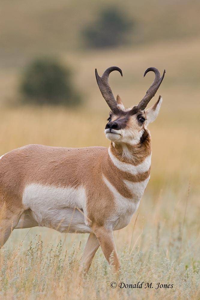 Pronghorn-Antelope03234D