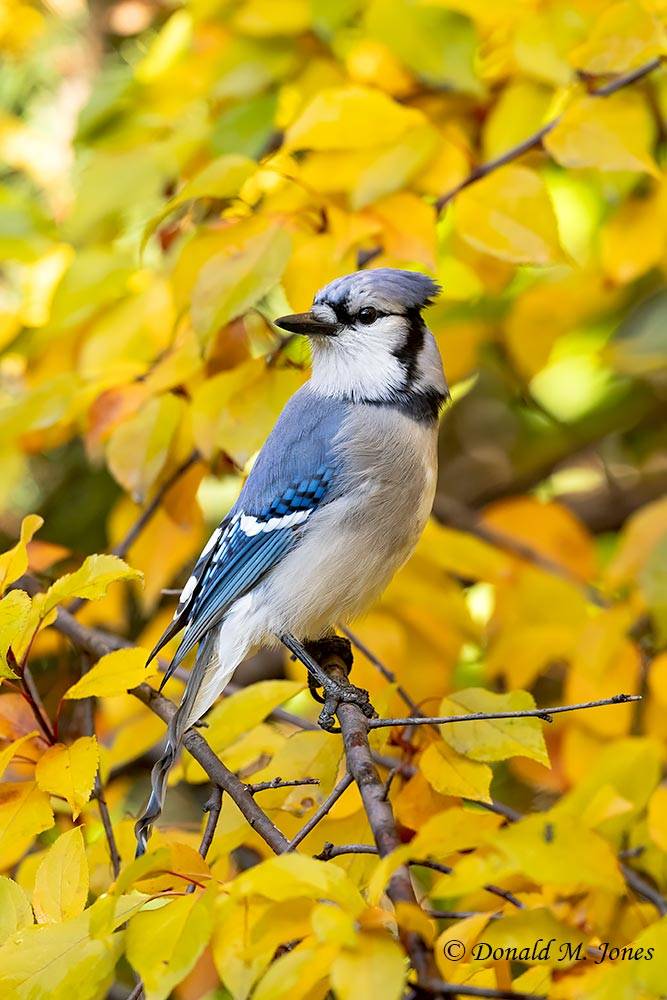 Blue-Jay0648D
