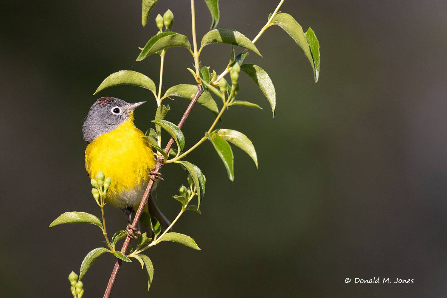 Nashville-Warbler0548D