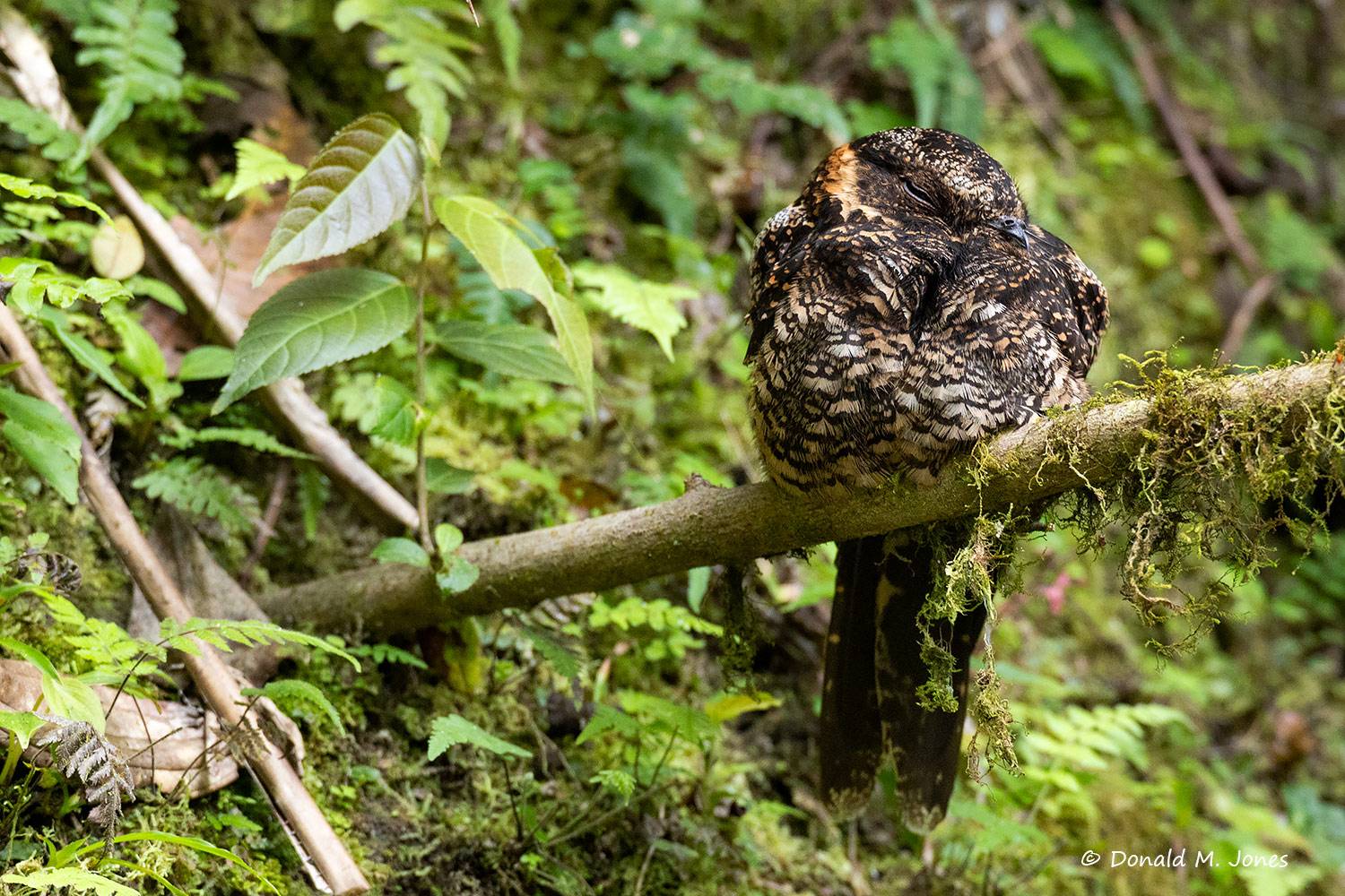 Lyretail-nightjar0101D