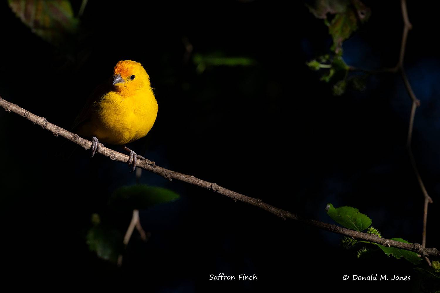 Saffron-Finch0104D