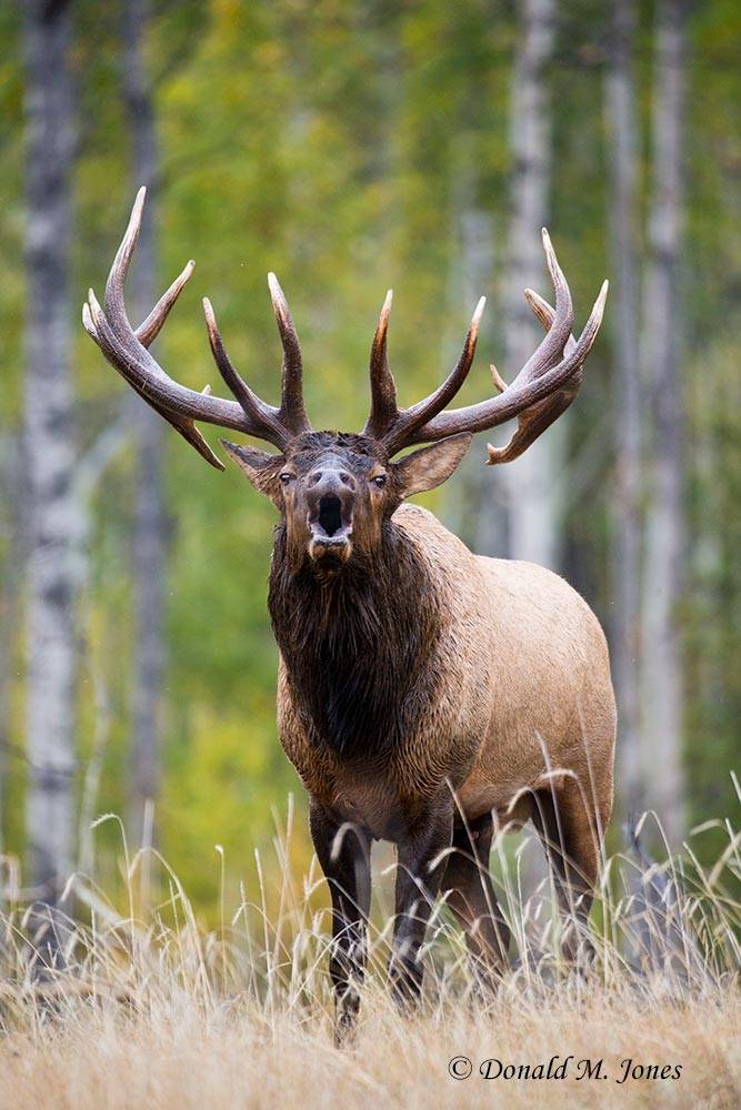 Elk-(Rocky-Mtn)20222D
