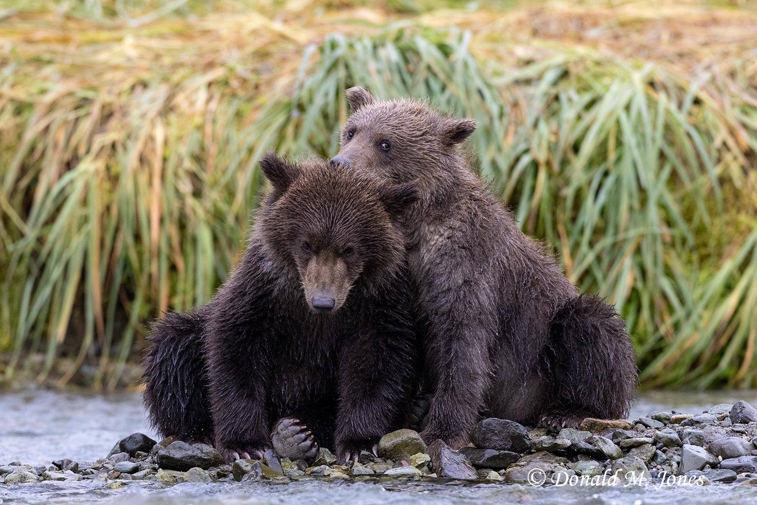 2 Brown Bear cubs