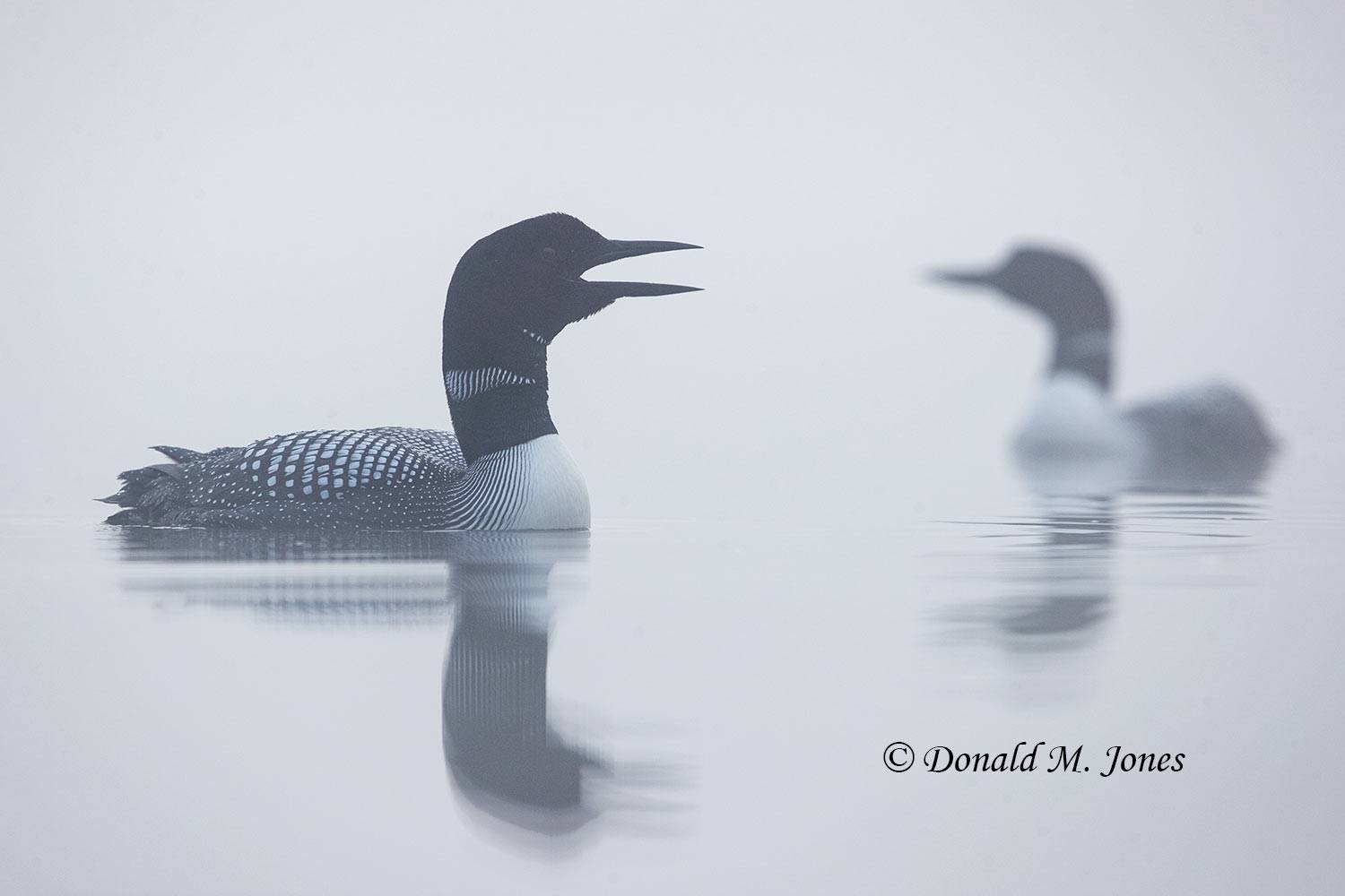 Common-Loon0997D